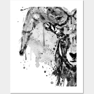 Black and White Half Faced Bighorn Sheep Posters and Art